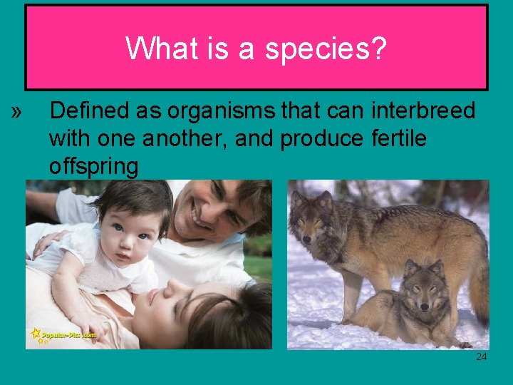 What is a species? » Defined as organisms that can interbreed with one another,