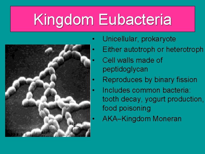 Kingdom Eubacteria • • • Unicellular, prokaryote Either autotroph or heterotroph Cell walls made