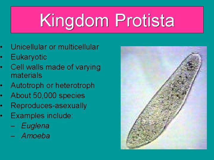  • • Kingdom Protista Unicellular or multicellular Eukaryotic Cell walls made of varying