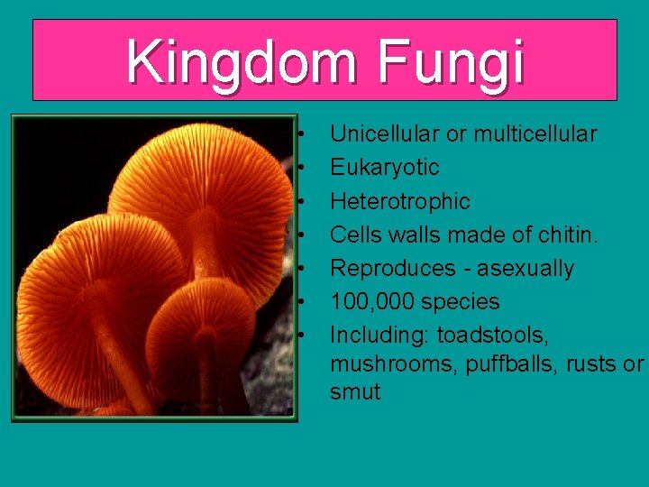 Kingdom Fungi • • Unicellular or multicellular Eukaryotic Heterotrophic Cells walls made of chitin.