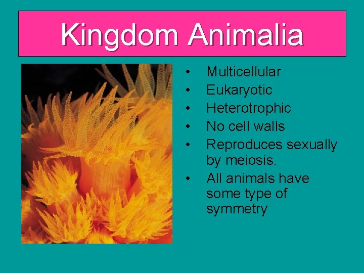 Kingdom Animalia • • • Multicellular Eukaryotic Heterotrophic No cell walls Reproduces sexually by