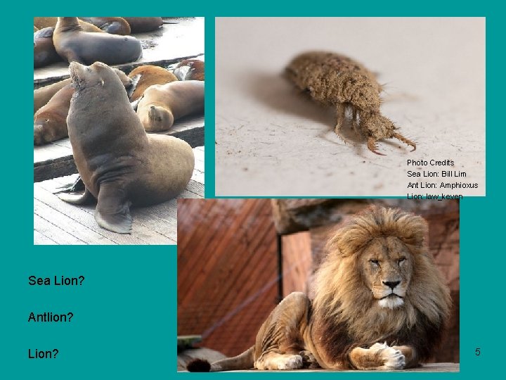 Photo Credits Sea Lion: Bill Lim Ant Lion: Amphioxus Lion: law_keven Sea Lion? Antlion?