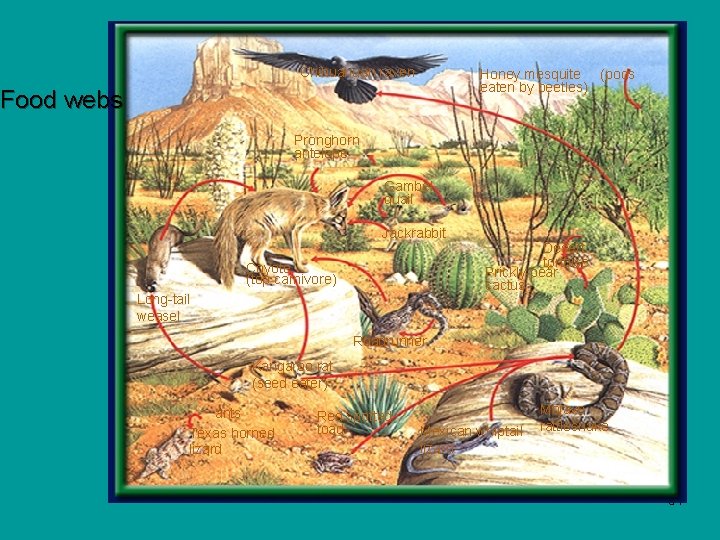 Chihuahuan raven Honey mesquite (pods eaten by beetles) Food webs Pronghorn antelope Gambel quail