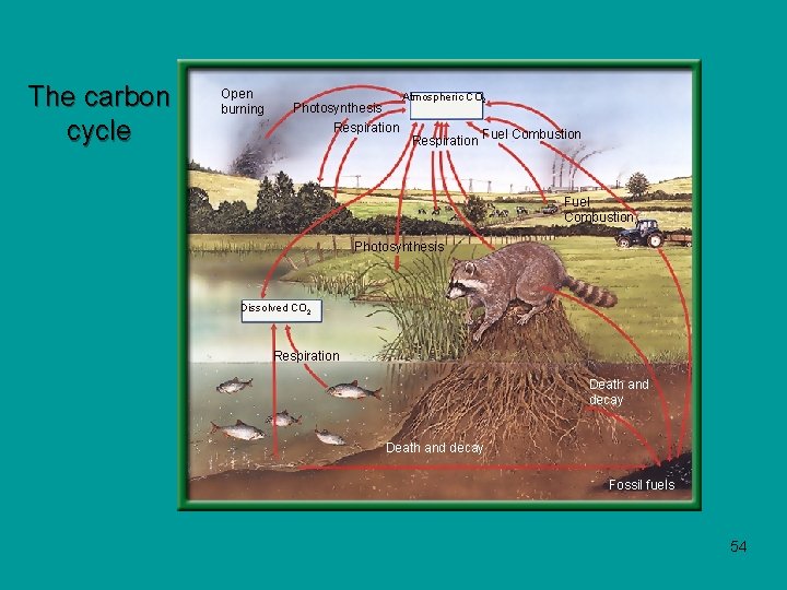 The carbon cycle Open burning Photosynthesis Respiration Atmospheric CO 2 Respiration Fuel Combustion Photosynthesis