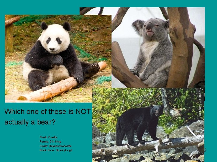 Which one of these is NOT actually a bear? Photo Credits Panda: Chi King