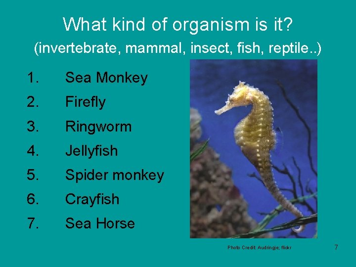 What kind of organism is it? (invertebrate, mammal, insect, fish, reptile. . ) 1.