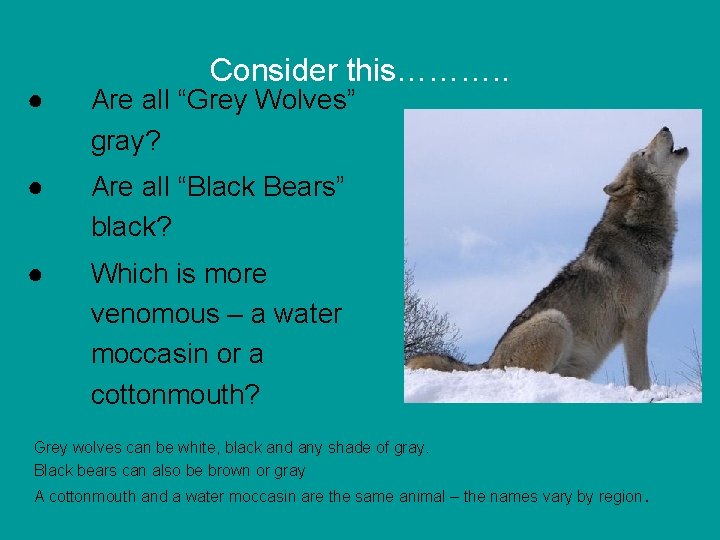 Consider this………. . ● Are all “Grey Wolves” gray? ● Are all “Black Bears”