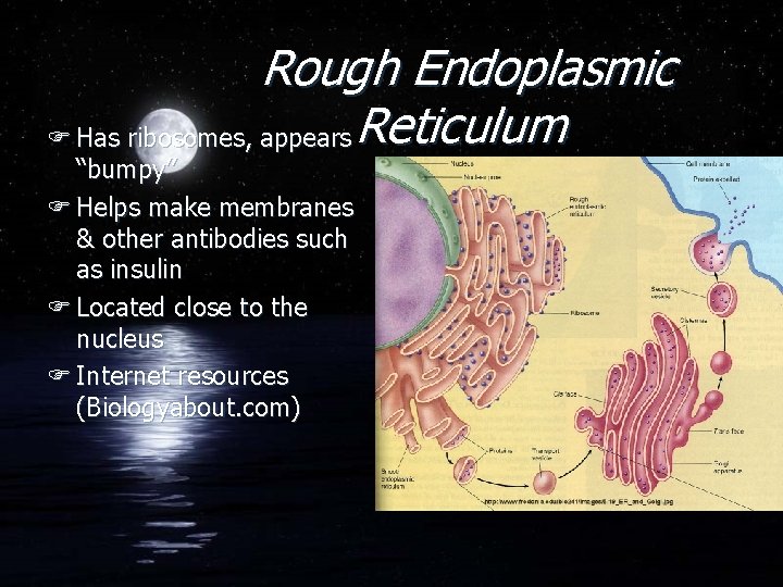 Rough Endoplasmic F Has ribosomes, appears Reticulum “bumpy” F Helps make membranes & other