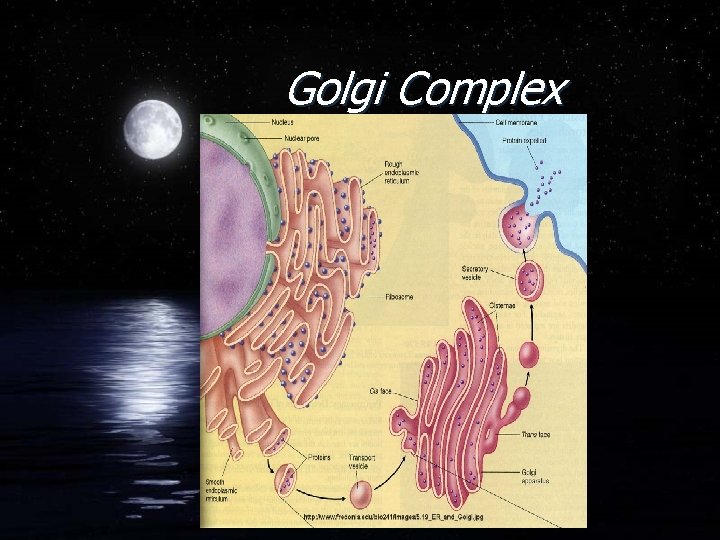 Golgi Complex 