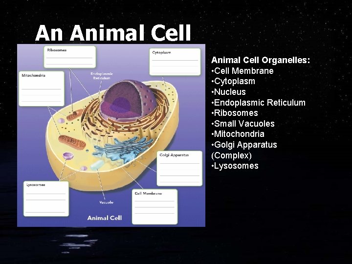 An Animal Cell Organelles: • Cell Membrane • Cytoplasm • Nucleus • Endoplasmic Reticulum