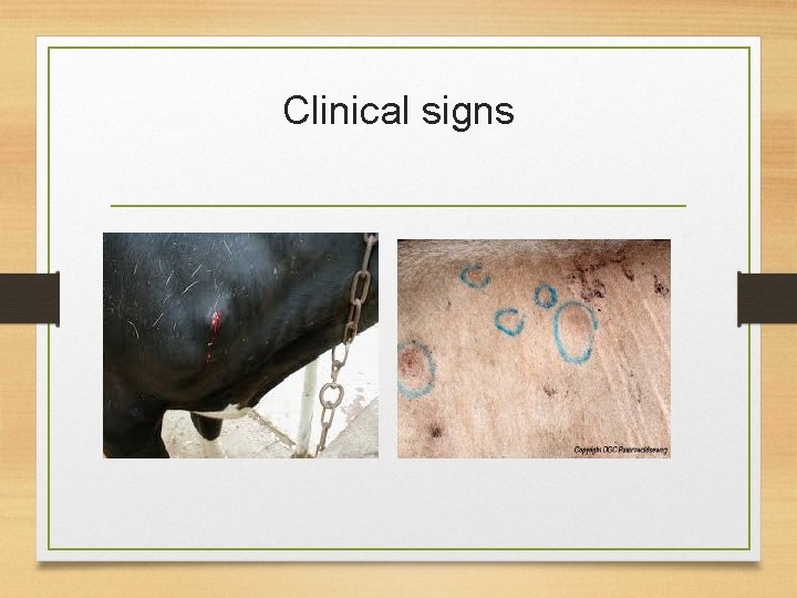 Clinical signs 