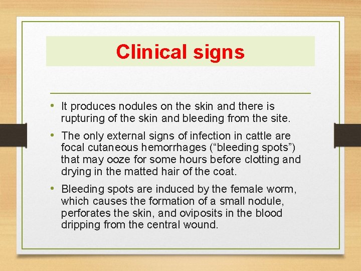 Clinical signs • It produces nodules on the skin and there is rupturing of