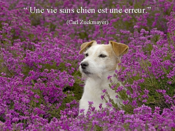 “ Une vie sans chien est une erreur. ” (Carl Zuckmayer) 