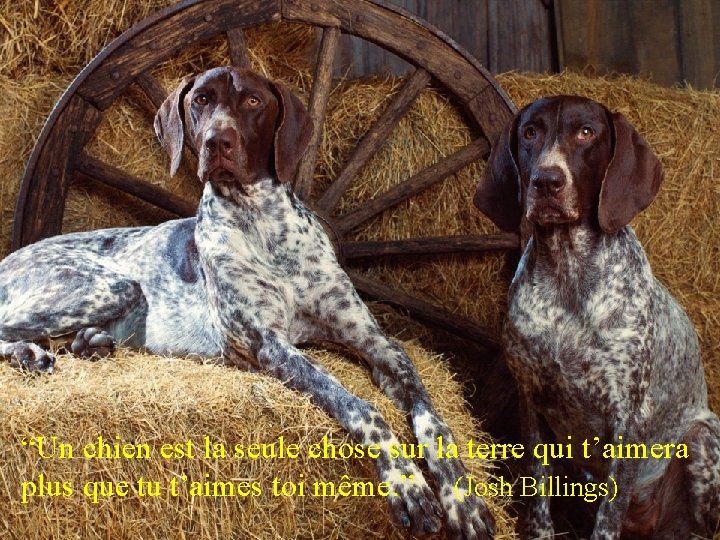 “Un chien est la seule chose sur la terre qui t’aimera plus que tu