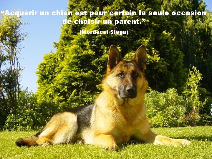 “Acquérir un chien est pour certain la seule occasion de choisir un parent. ”