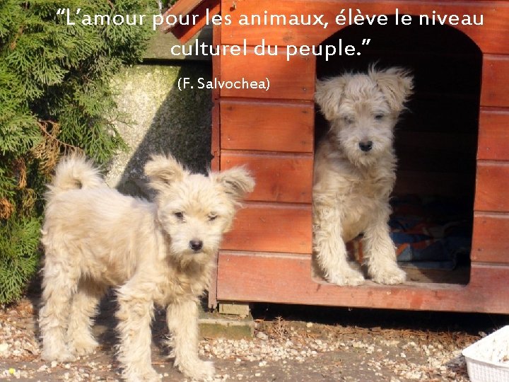 “L’amour pour les animaux, élève le niveau culturel du peuple. ” (F. Salvochea) 