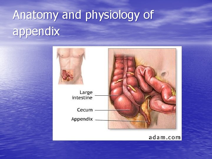 Anatomy and physiology of appendix 