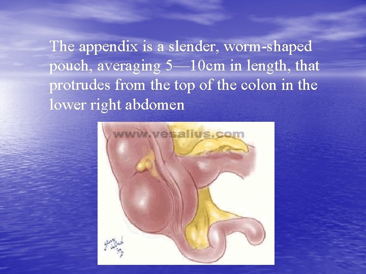 The appendix is a slender, worm-shaped pouch, averaging 5— 10 cm in length, that