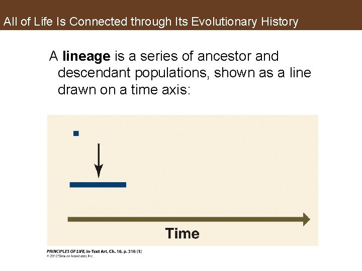 All of Life Is Connected through Its Evolutionary History A lineage is a series