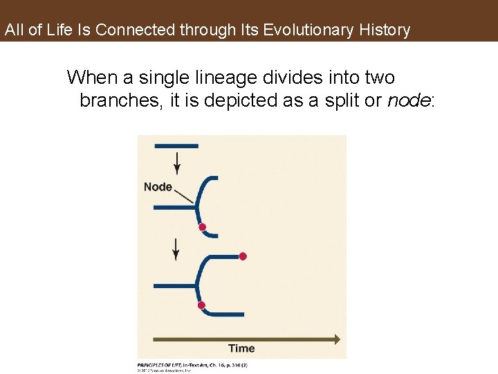 All of Life Is Connected through Its Evolutionary History When a single lineage divides