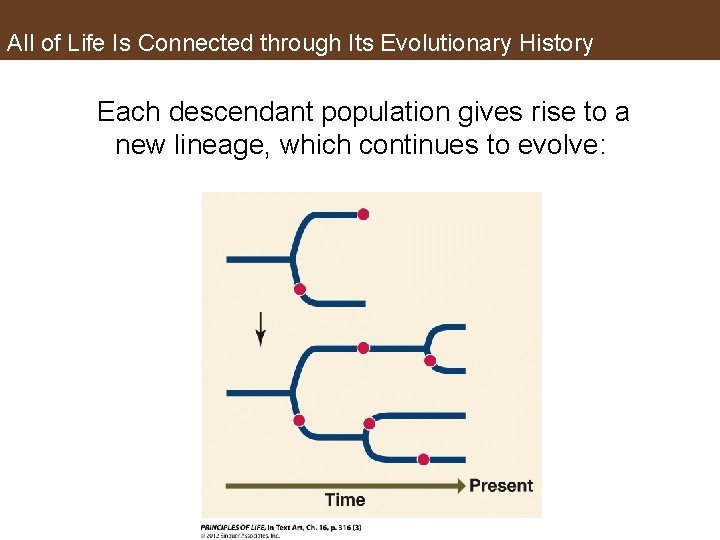 All of Life Is Connected through Its Evolutionary History Each descendant population gives rise