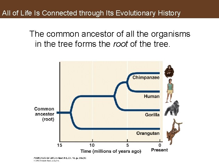 All of Life Is Connected through Its Evolutionary History The common ancestor of all