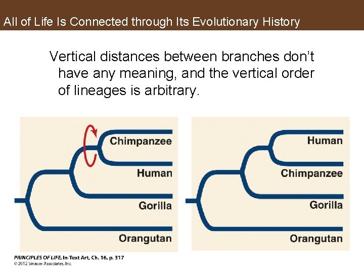 All of Life Is Connected through Its Evolutionary History Vertical distances between branches don’t