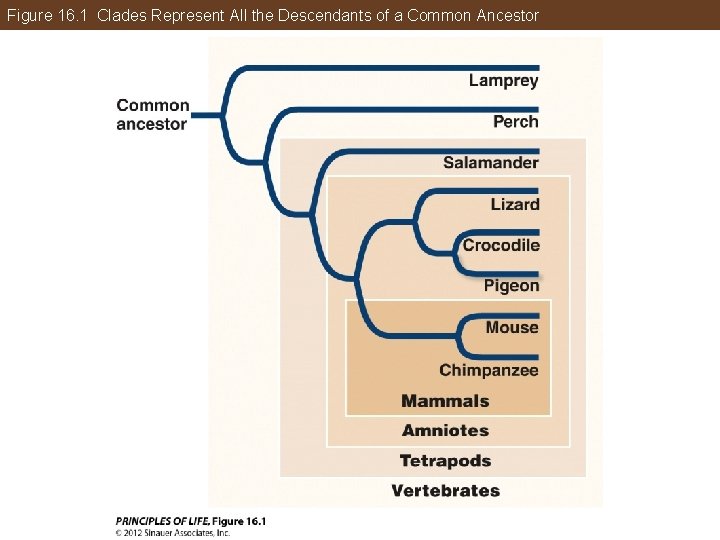 Figure 16. 1 Clades Represent All the Descendants of a Common Ancestor 