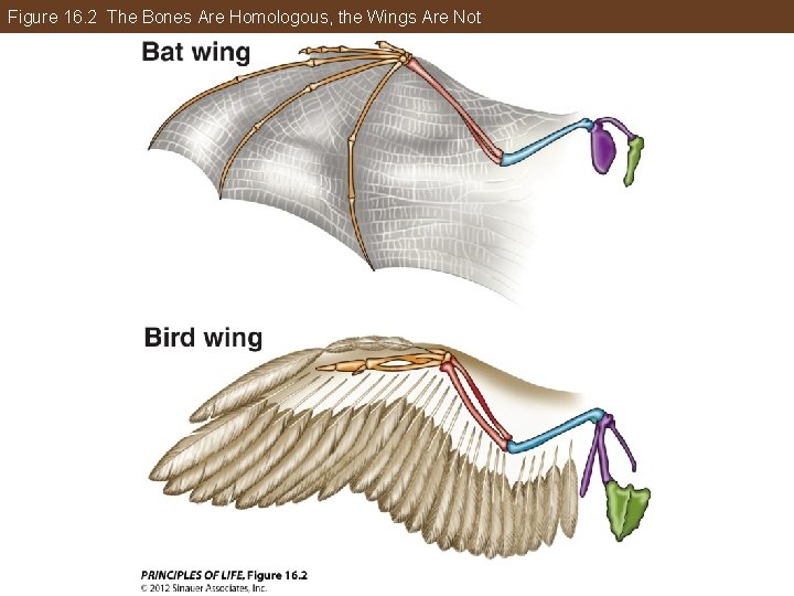 Figure 16. 2 The Bones Are Homologous, the Wings Are Not 