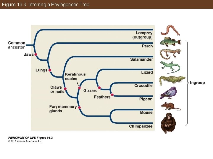 Figure 16. 3 Inferring a Phylogenetic Tree 