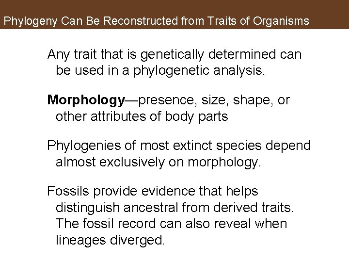 Phylogeny Can Be Reconstructed from Traits of Organisms Any trait that is genetically determined