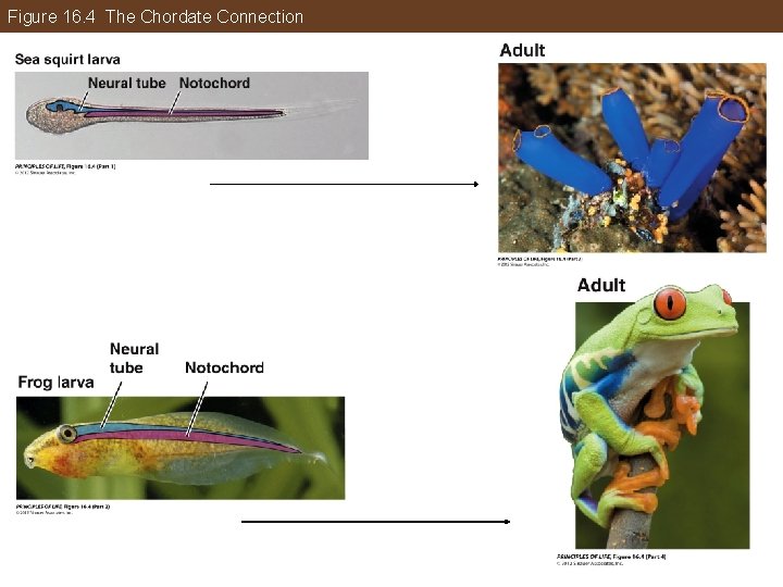 Figure 16. 4 The Chordate Connection 