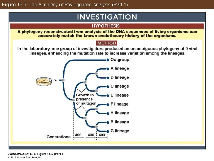 Figure 16. 5 The Accuracy of Phylogenetic Analysis (Part 1) 