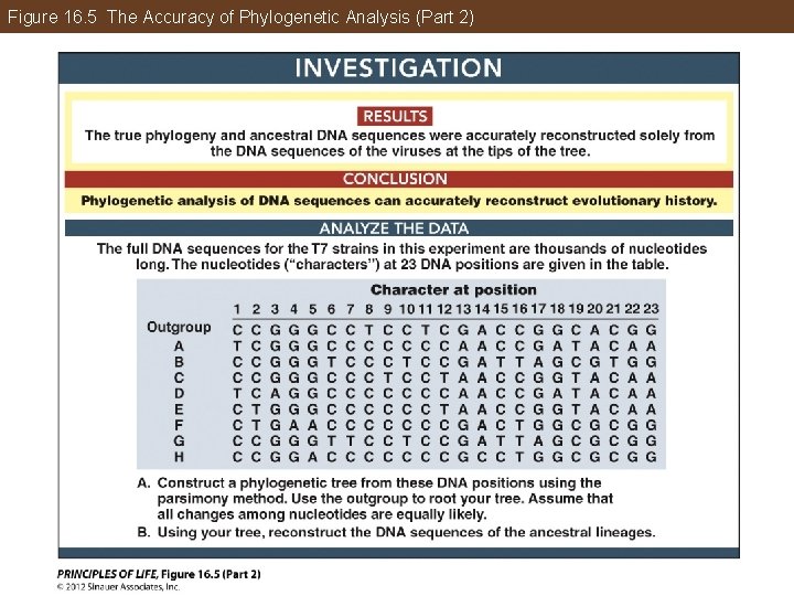 Figure 16. 5 The Accuracy of Phylogenetic Analysis (Part 2) 