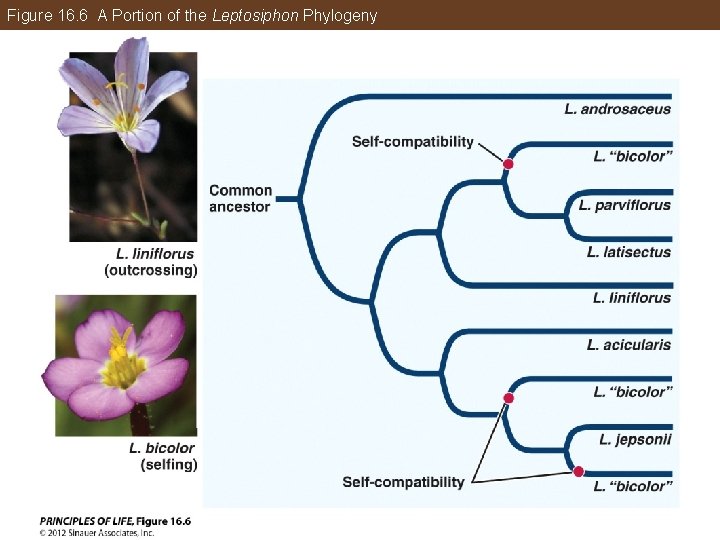 Figure 16. 6 A Portion of the Leptosiphon Phylogeny 
