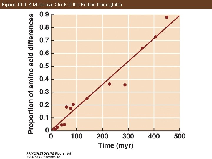 Figure 16. 9 A Molecular Clock of the Protein Hemoglobin 