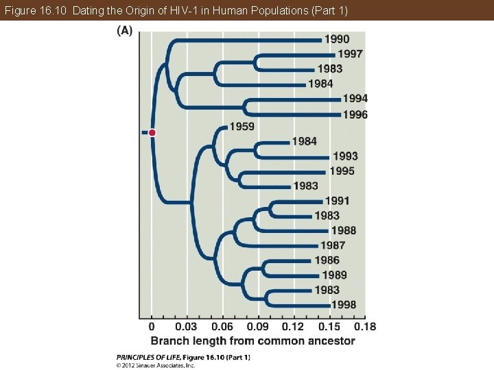 Figure 16. 10 Dating the Origin of HIV-1 in Human Populations (Part 1) 