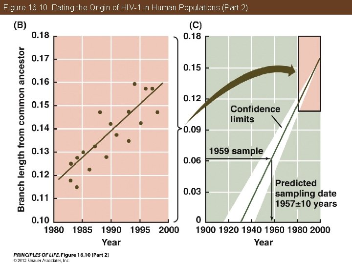 Figure 16. 10 Dating the Origin of HIV-1 in Human Populations (Part 2) 