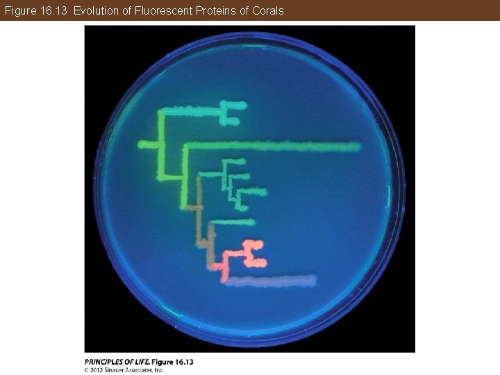 Figure 16. 13 Evolution of Fluorescent Proteins of Corals 