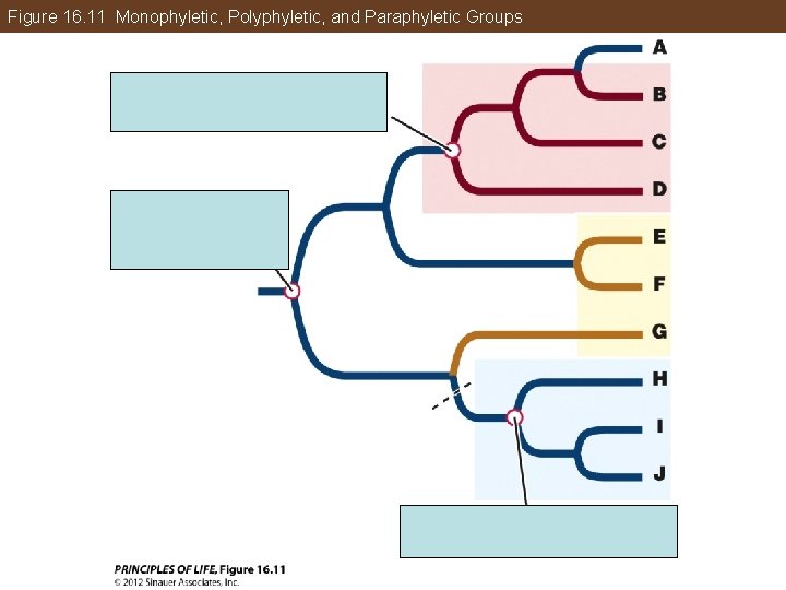 Figure 16. 11 Monophyletic, Polyphyletic, and Paraphyletic Groups 
