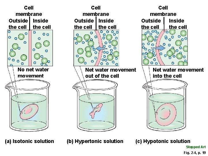 Cell membrane Outside Inside the cell No net water movement (a) Isotonic solution Cell