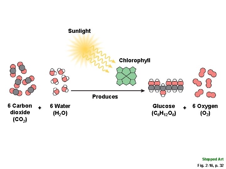 Sunlight Chlorophyll Produces 6 Carbon dioxide (CO 2) + 6 Water (H 2 O)