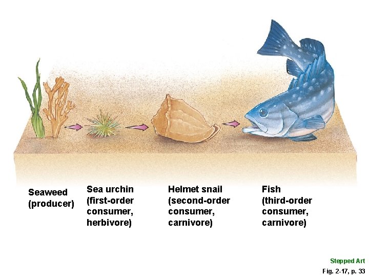 Seaweed (producer) Sea urchin (first-order consumer, herbivore) Helmet snail (second-order consumer, carnivore) Fish (third-order