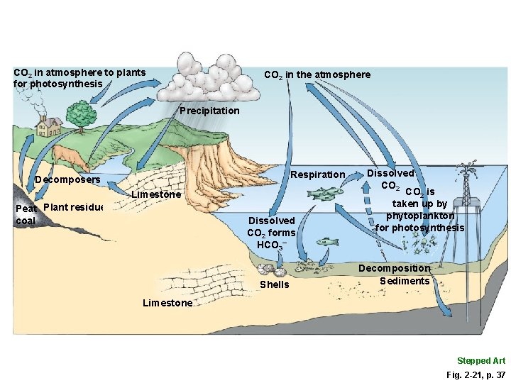 CO 2 in atmosphere to plants for photosynthesis CO 2 in the atmosphere Precipitation