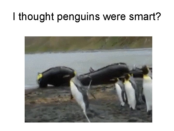 I thought penguins were smart? 