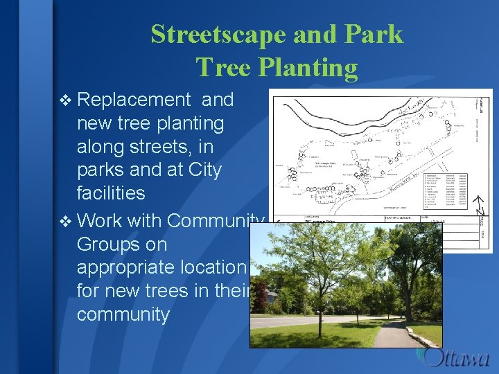 Streetscape and Park Tree Planting v Replacement and new tree planting along streets, in