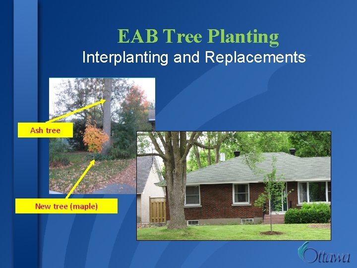 EAB Tree Planting Interplanting and Replacements Ash tree New tree (maple) 