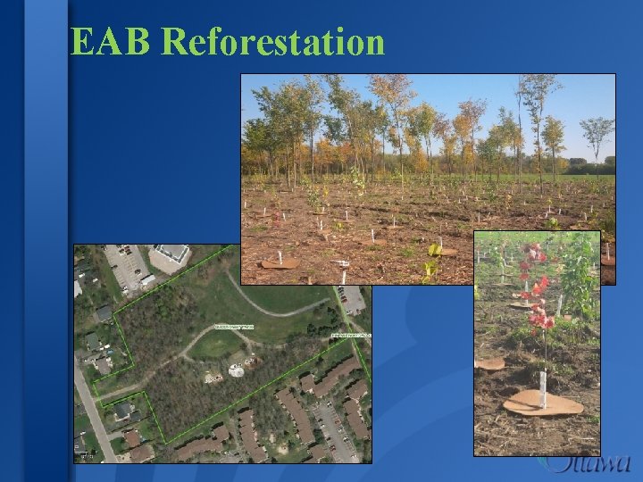 EAB Reforestation 