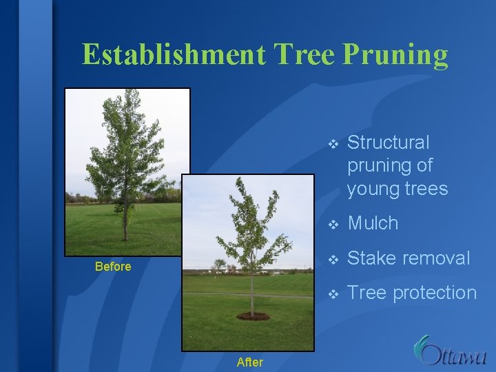 Establishment Tree Pruning Before After v Structural pruning of young trees v Mulch v