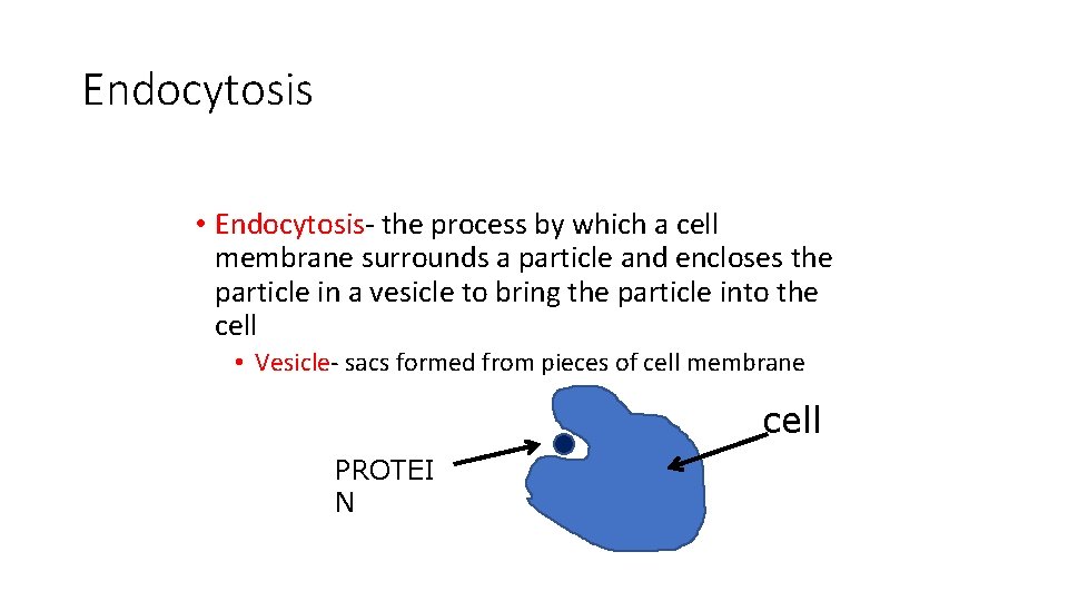 Endocytosis • Endocytosis- the process by which a cell membrane surrounds a particle and